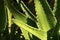 Close-up of Aloe Vera Plant - Full frame Photography