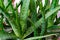 A close up of an Aloe vera plant at home. Aloe vera is a succulent plant species of the genus Aloe