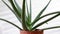 close-up aloe vera plant spinning on a white background. Indoor plant.