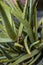 Close up of Aloe Vera plant or true aloe or Indian aloe or Chinese aloe in a pot