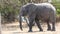 Close up of alone african elephant walking through the bush in Chobe, Botswana.