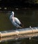 Close up alone Australian pelican staying on the pipeline at a river.