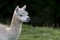 Close up of an Alpaca, chewing a single blade of grass