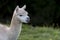 Close up of an Alpaca, chewing a single blade of grass