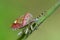 Close-up alpine brown shield bug or stink bug on green blade of grass and green blurred background