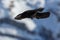 Close-up alpine chough bird pyrrhocorax graculus in flight in winter