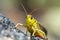 Close-up alpine colourful yellow, red, brown long-horned grasshopper or bush cricket on a gray stone