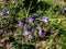 Close-up of alpine delphinium or candle larkspur Delphinium elatum with spikes of blue and purple flowers in summer