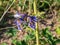 Close-up of alpine delphinium or candle larkspur Delphinium elatum with spikes of blue and purple flowers in summer