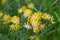 Close up of Alpine Kidney Vetch - Anthyllis vulneraria