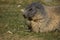 Close up of an alpine marmot before hibernating