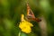 Close-up alpine orange beautiful butterfly with bright and colourful wings and big eyes on yellow flower of wall hawkweed on green