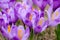 Close up of alpine purple crocus flowers in spring season.