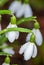 Close-up alpine white drooping bell-shaped snowdrops with raindrops