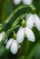 Close-up alpine white drooping bell-shaped snowdrops with raindrops