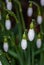 Close-up alpine white drooping bell-shaped snowdrops with raindrops