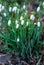 Close-up alpine white drooping bell-shaped snowdrops in spring