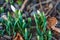 Close-up alpine white drooping bell-shaped snowdrops in spring