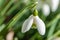 Close-up alpine white drooping bell-shaped snowdrops in sunny day