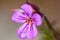 Close-up alpine wild purple flower with dewdrop with five petals and red stamens