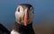 Close up of Altantic puffin face off the coast of Maine