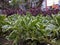 A close up of Alternanthera leaves