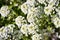 Close up of Alyssum flowers Lobularia maritima