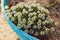 Close-up of alyssum plant outdoor with tiny white flowers in blue pot