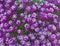 Close up of Alyssum Royal Carpet purple flowers