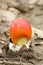 Close-up of an Amanita jacksonii Mushroom Emerging From its Volva