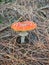 Close up of Amanita muscaria mushroom, commonly known as the fly agaric or fly amanita, New Zealand