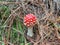 Close up of Amanita muscaria mushroom, commonly known as the fly agaric or fly amanita, New Zealand