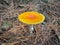 Close up of Amanita muscaria mushroom, commonly known as the fly agaric or fly amanita, New Zealand