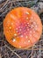 Close up of Amanita muscaria mushroom, commonly known as the fly agaric or fly amanita, New Zealand