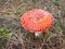 Close up of Amanita muscaria mushroom, commonly known as the fly agaric or fly amanita, New Zealand