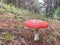 Close up of Amanita muscaria mushroom, commonly known as the fly agaric or fly amanita, New Zealand