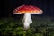 Close up of a Amanita Muscaria mushroom, illuminated in a dark forest