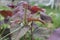 Close-up of Amaranthus Dubius in nature
