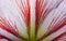 Close-up of Amaryllis petals, petal texture as background