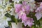 Close-up of Amaryllis plant blossom. Mix of pink and white colors