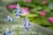 close up of amazing beautiful blue bonnet flowers over lotus flower background