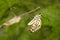 Close-up of amazing moment about butterfly emerging from chrysalis on twig