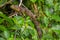 A close up of an Amazon Lizard over a tree in Limoncocha National Park in the Amazon rainforest in Ecuador