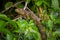 A close up of an Amazon Lizard over a tree in Limoncocha National Park in the Amazon rainforest in Ecuador