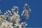 Close-up of an Amelanchier canadensis flowering