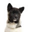 Close up of an American Akita puppy, isolated on white