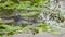 close up of an american alligator approaching in a slough at the everglades