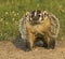 Close up of American badger