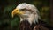 Close-up American Bald Eagle In The Wild - Generative AI