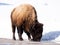 Close Up of an American Bison Drinking from a Roadside Puddle